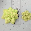 Load image into Gallery viewer, (Minor Defects) Mini Succulents Silicone Mold 648 MA