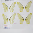 Load image into Gallery viewer, Adhesive Resin Wings for Clays (set of 4) MNC 4.5 cm