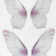Load image into Gallery viewer, Adhesive Resin Wings for Clays (set of 4) MNC 4.5 cm